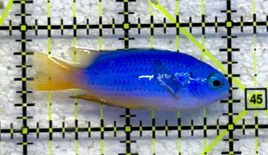 Yellowtail Damselfish YD041002 WYSIWYG Size: S 2" approx