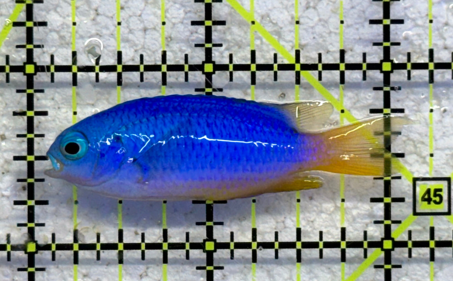 Yellowtail Damselfish YD041002 WYSIWYG Size: S 2" approx