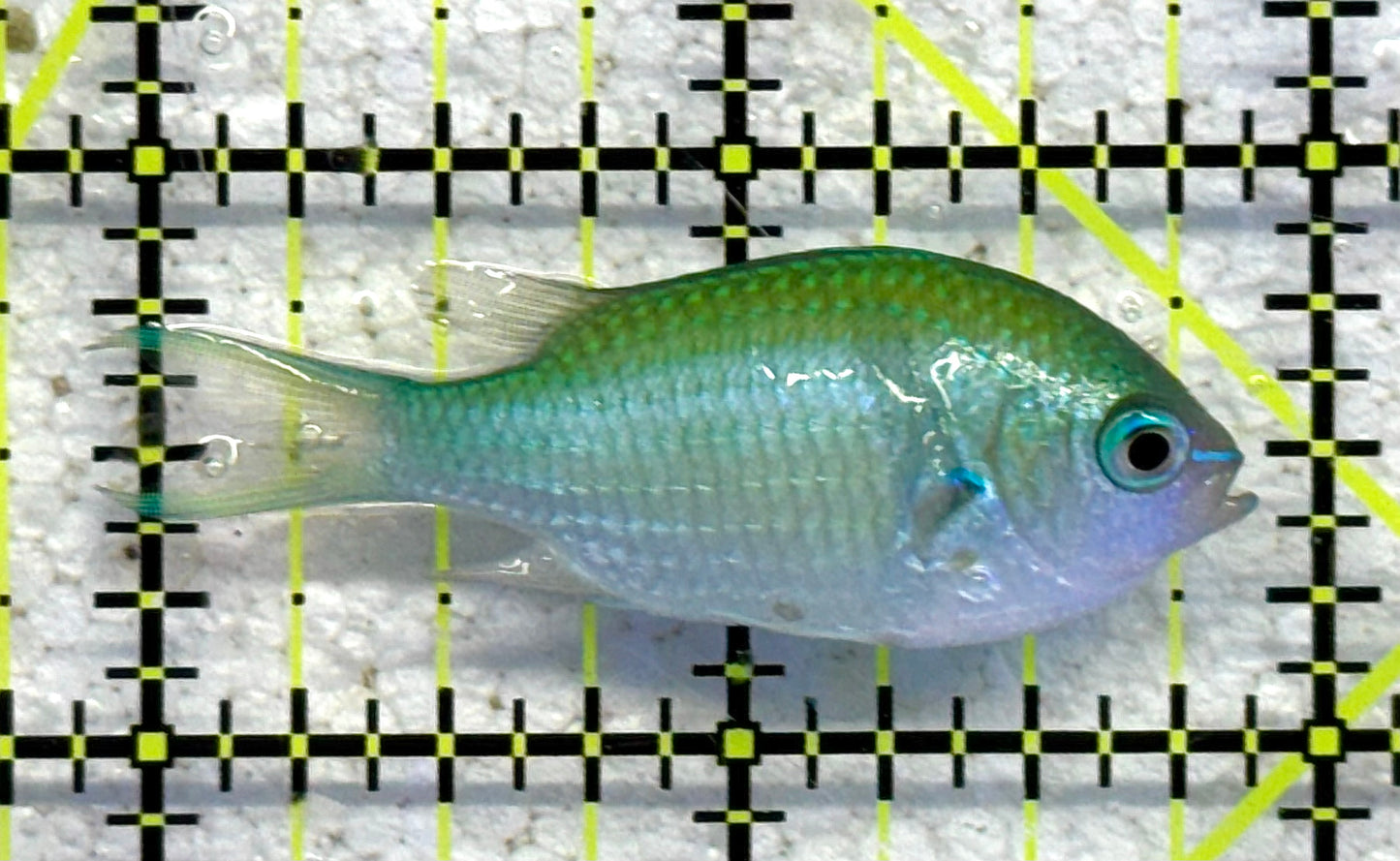 Green Chromis Fish GCF041101 WYSIWYG Size: M 2" approx