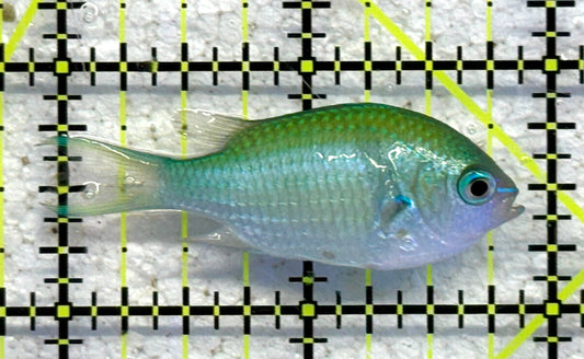 Green Chromis Fish GCF041101 WYSIWYG Size: M 2" approx