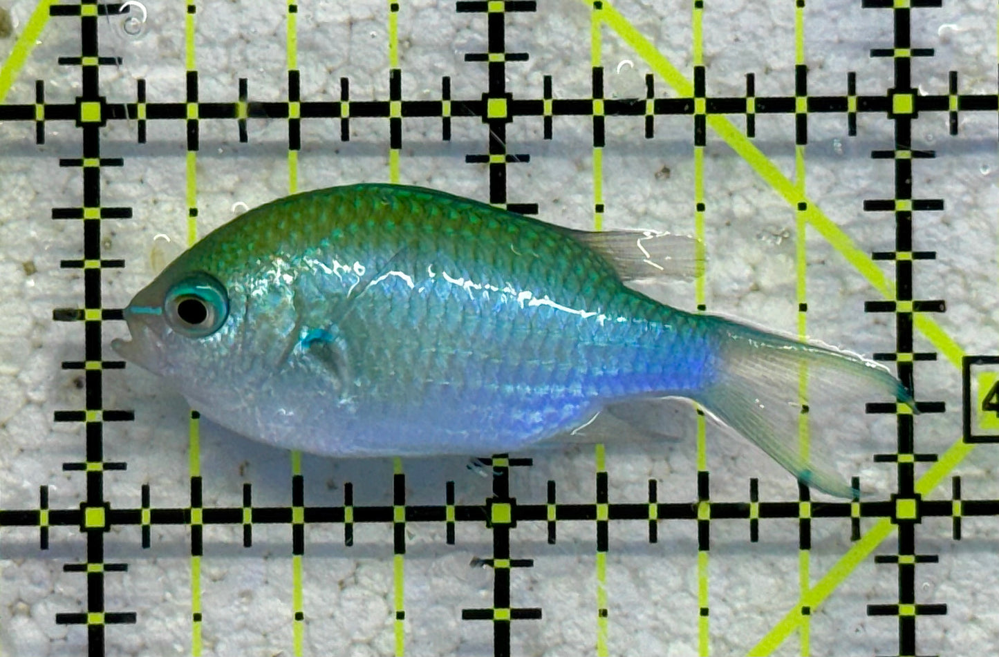 Green Chromis Fish GCF041101 WYSIWYG Size: M 2" approx