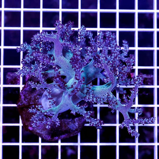 Indo Neon Kenya Tree Mother Colony INKTMC030602 WYSIWYG