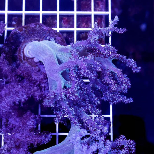 Indo Neon Kenya Tree Mother Colony INKTMC030603 WYSIWYG