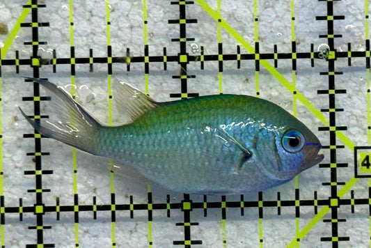 Green Chromis Fish GCF041102 WYSIWYG Size: M 2" approx
