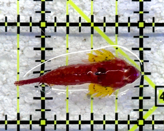 Red Scooter Dragonet RSD041101 WYSIWYG Size: S 1.25" approx