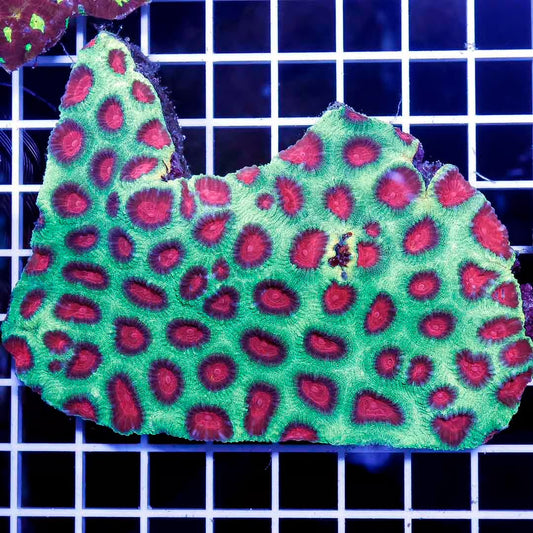 Met Aussie Favia Mother Colony MAFMC030601 WYSIWYG