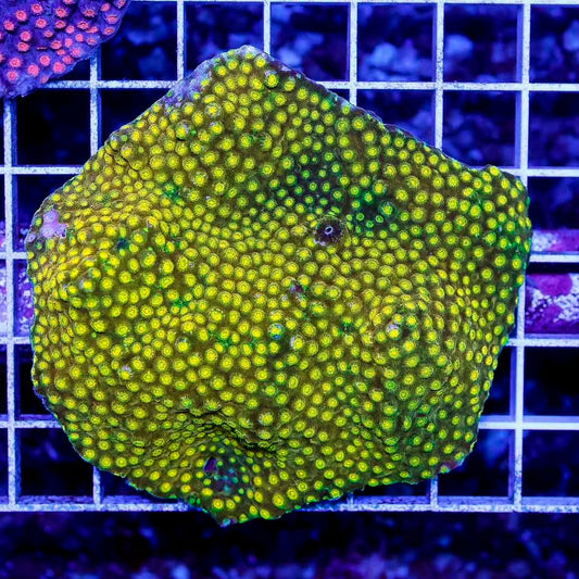 Aussie Assorted Ultra Lepthastrea Size: M 0.75" to 1" Frag