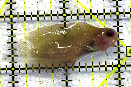 Starry Blenny SB041105 WYSIWYG Size: M 2" approx