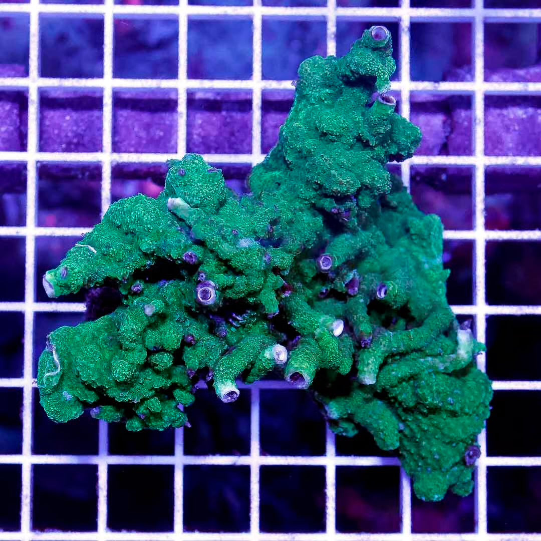 Aussie Xmas Tree Worm Rock Mother Colony AXTWRMC030601 WYSIWYG