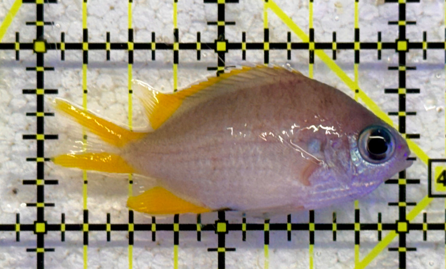 Golden Chromis GC041102 WYSIWYG Size: S 2" approx