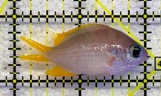 Golden Chromis GC041102 WYSIWYG Size: S 2" approx