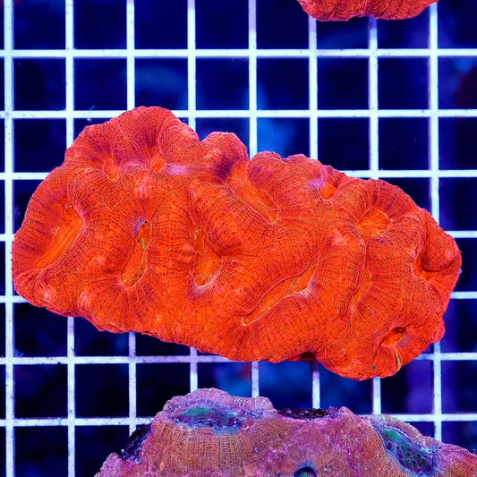 Neon Aussie Acan Bowerbanki Mother Colony NABMC030601 WYSIWYG