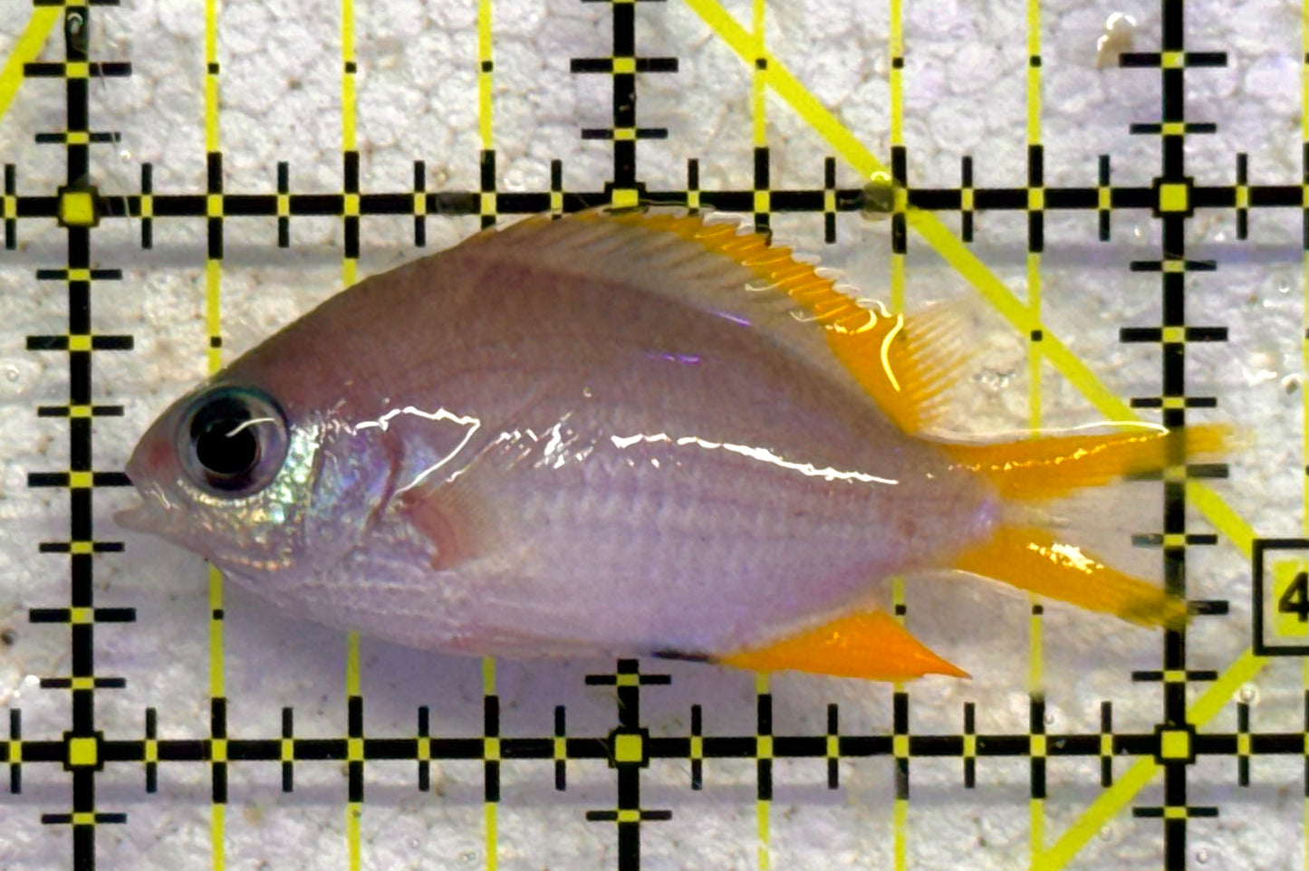Golden Chromis GC041102 WYSIWYG Size: S 2" approx