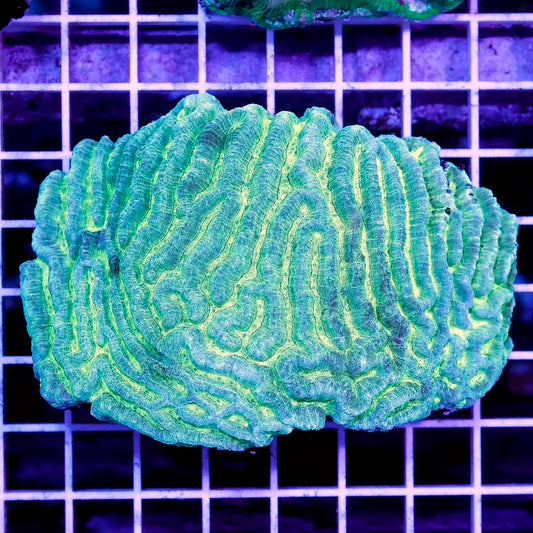 Neon Aussie Platygyra Mother Colony NAPMC030601 WYSIWYG
