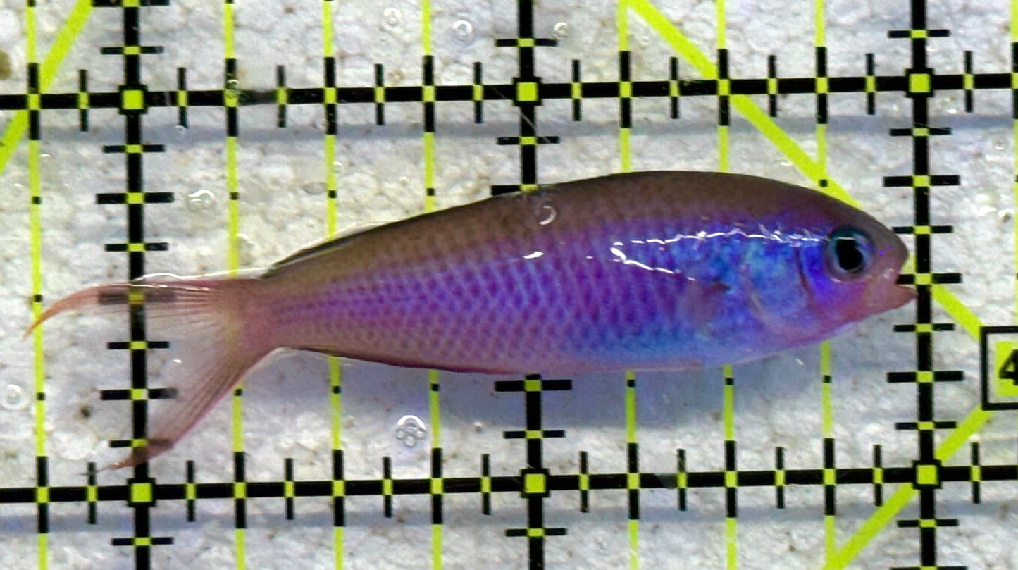 Fusilier Chromis FC041101 WYSIWYG Size: M 2" approx