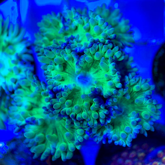 Neon Green Duncan Coral NGDC051303 WYSIWYG