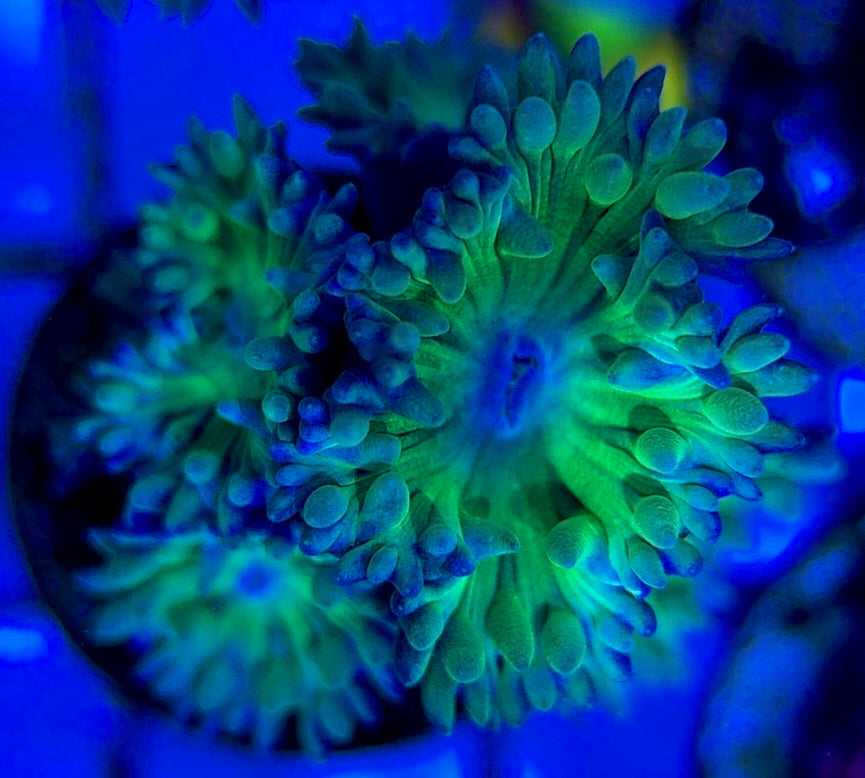 Neon Green Duncan Coral NGDC051304 WYSIWYG