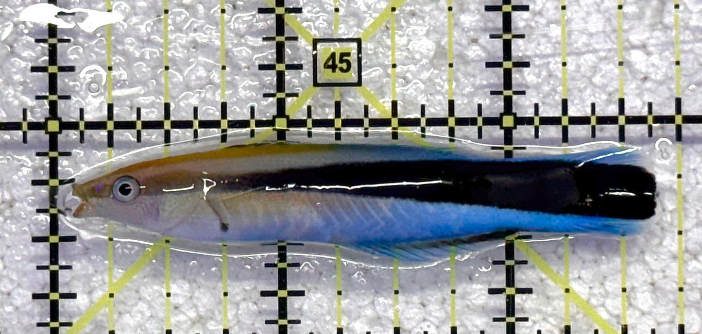 Blue Cleaner Wrasse BCW041101 WYSIWYG Size: XL 2.75" approx