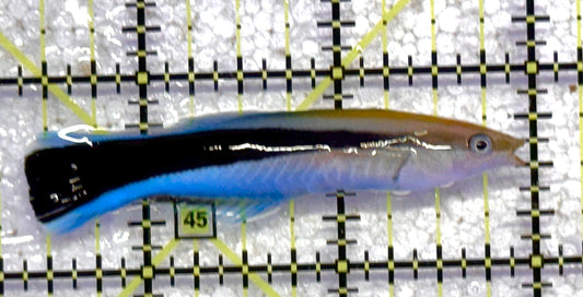 Blue Cleaner Wrasse BCW041101 WYSIWYG Size: XL 2.75" approx