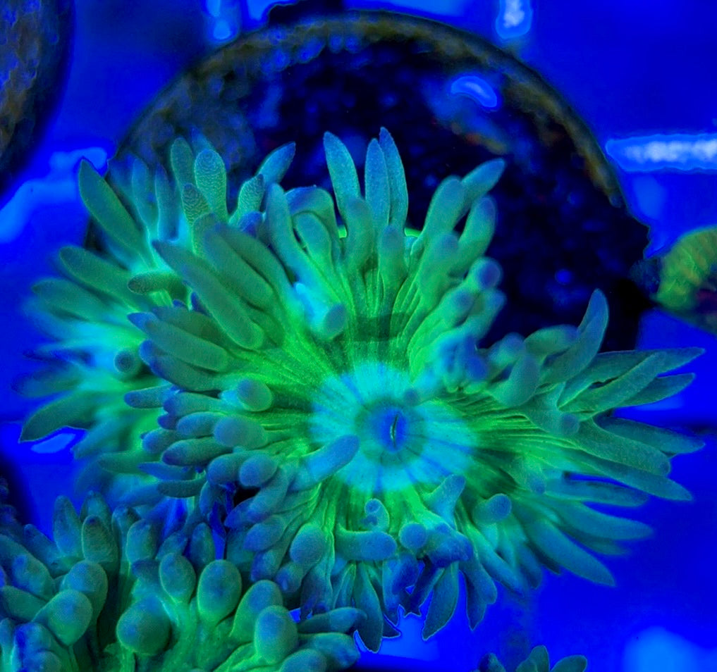 Neon Green Duncan Coral NGDC051301 WYSIWYG
