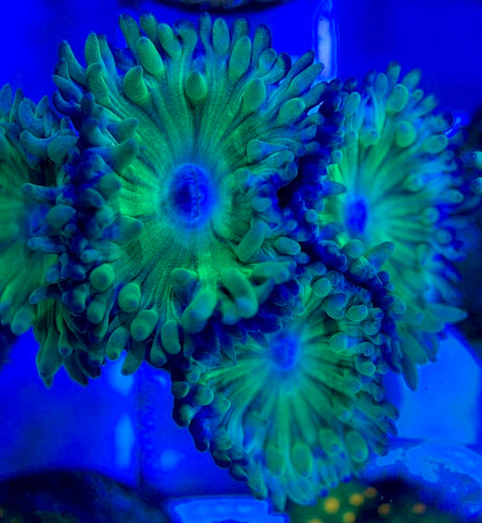 Neon Green Duncan Coral NGDC051302 WYSIWYG