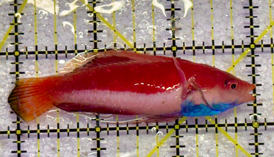 Sailfin Fairy Wrasse SFW041102 WYSIWYG Size: SHOW 3" approx