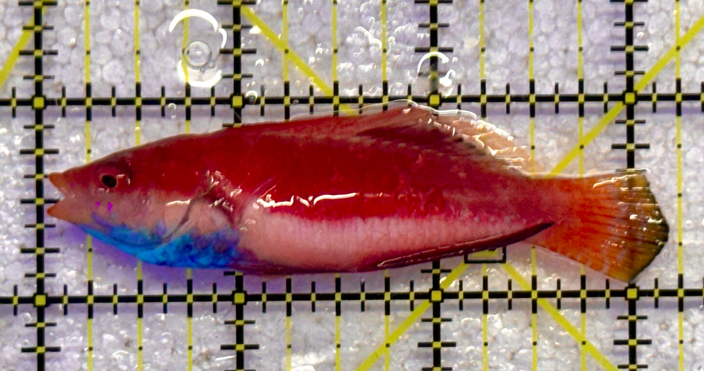 Sailfin Fairy Wrasse SFW041102 WYSIWYG Size: SHOW 3" approx