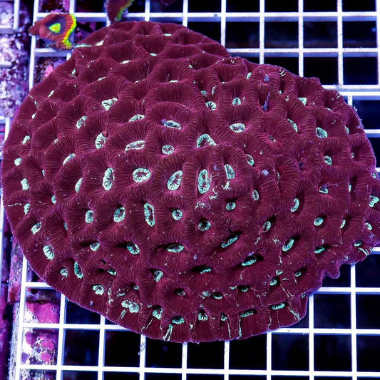 Neon Aussie Favites Mother Colony NAFMC030601 WYSIWYG