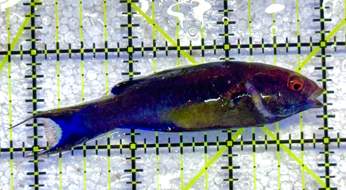 Brunneus Fairy Wrasse BFW041102 WYSIWYG Size: SHOW 2.5" approx