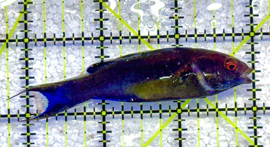 Brunneus Fairy Wrasse BFW041102 WYSIWYG Size: SHOW 2.5" approx