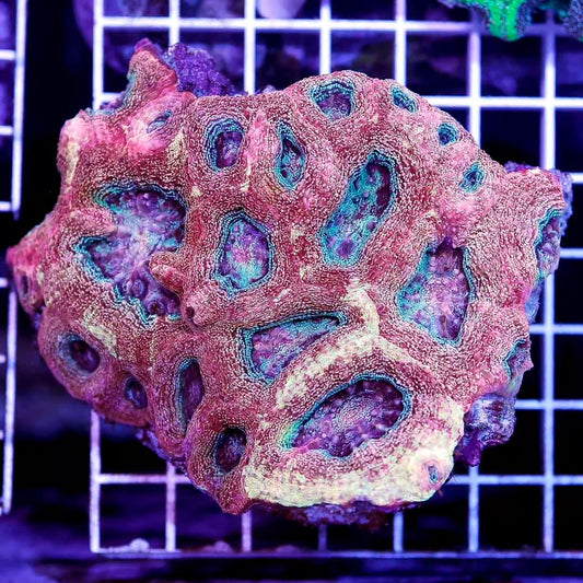 Ultra Aussie Acan Bowerbanki Mother Colony UABMC030601 WYSIWYG