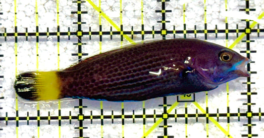 Chiseltooth Wrasse CW041101 WYSIWYG Size: XL 4" approx