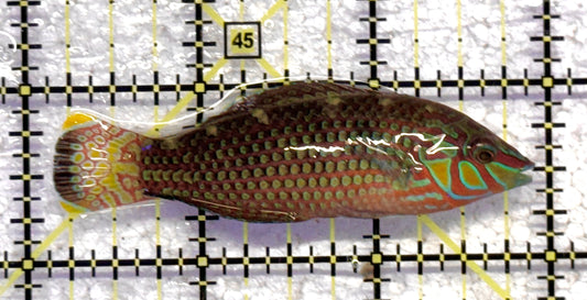 Melanurus Wrasse MW041101 WYSIWYG Size: XL 3.75" approx