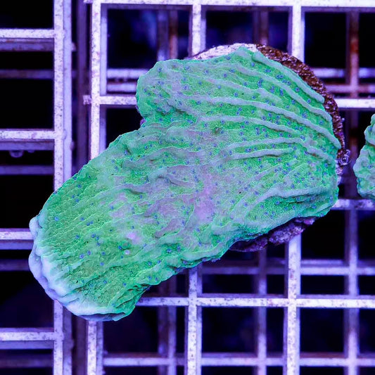 Indo Neon Blue Petal Montipora Frag Mother Colony INBPMC030601 WYSIWYG