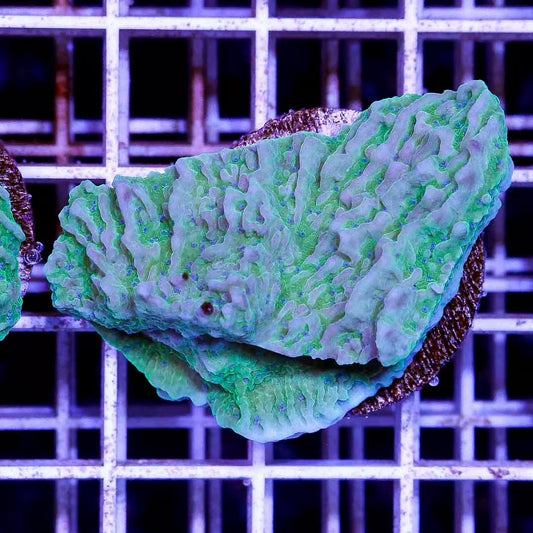 Indo Neon Blue Petal Montipora Frag Mother Colony INBPMC030602 WYSIWYG