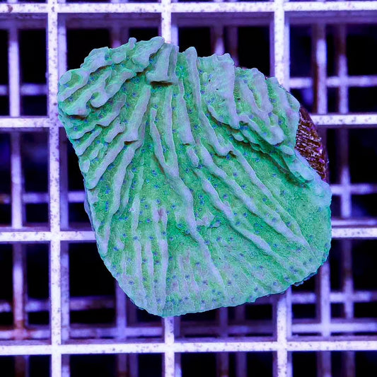 Indo Neon Blue Petal Montipora Frag Mother Colony INBPMC030603 WYSIWYG