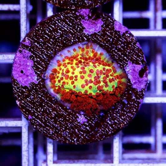 Aussie Jason Fox Ultra Burning Banana Frag  Mother Colony IAJFUBMC030601 WYSIWYG