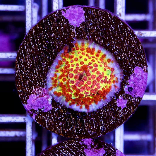 Aussie Jason Fox Ultra Burning Banana Frag Mother Colony IAJFUBMC030602 WYSIWYG