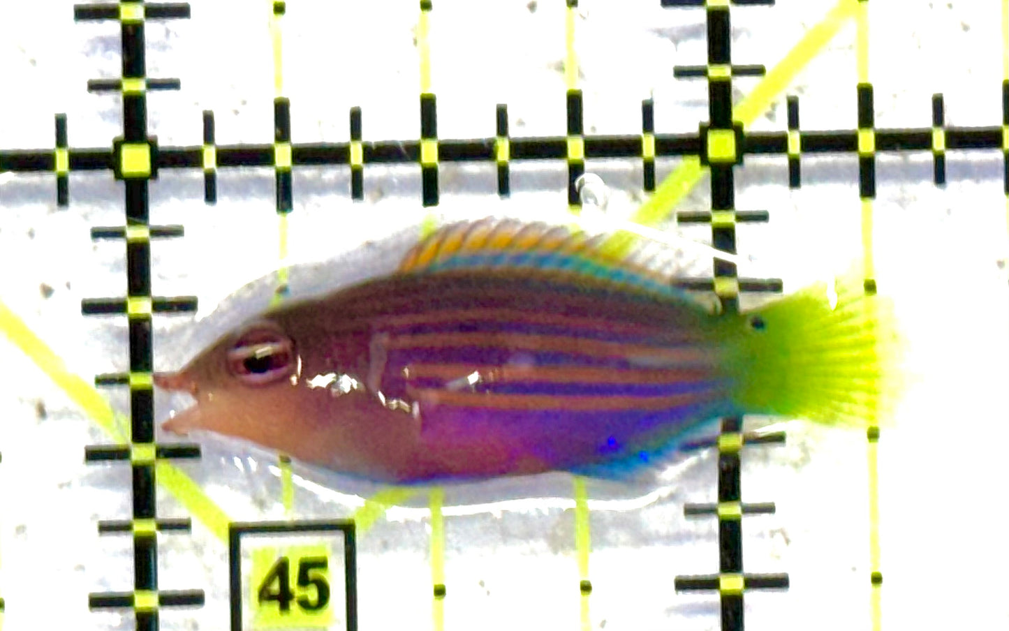 Six Line Wrasse (Phillipines) SLW041101 WYSIWYG Size: S 1.25" approx