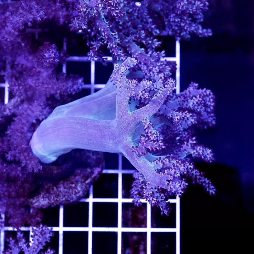 Indo Neon Kenya Tree Mother Colony INKTMC030605 WYSIWYG