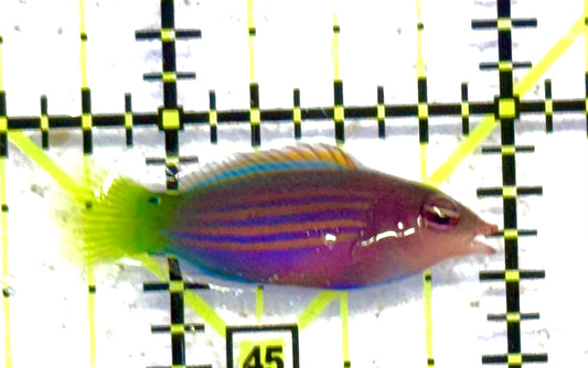 Six Line Wrasse (Phillipines) SLW041101 WYSIWYG Size: S 1.25" approx