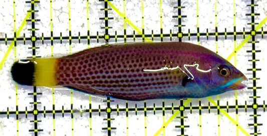Chiseltooth Wrasse CW041102 WYSIWYG Size: XL 3.25" approx