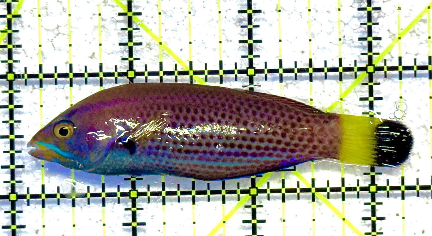 Chiseltooth Wrasse CW041102 WYSIWYG Size: XL 3.25" approx