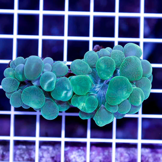 Neon Aussie Bubble Coral Mother Colony INALMC030601 WYSIWYG