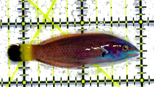Chiseltooth Wrasse Juvenile CWJ041103 WYSIWYG Size: S 2.25" approx