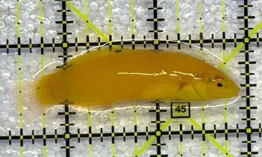 Yellow Coris Wrasse YCW041101 WYSIWYG Size: M 2.5" approx