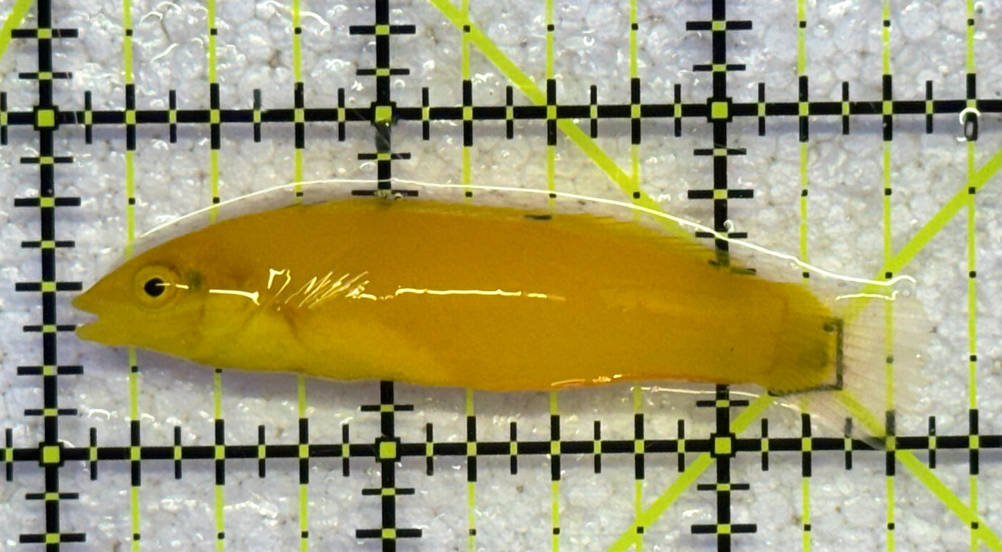 Yellow Coris Wrasse YCW041101 WYSIWYG Size: M 2.5" approx