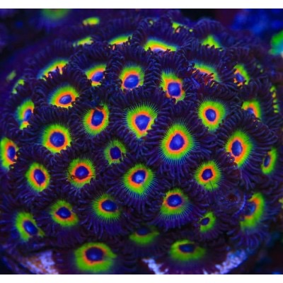 Aquacultured Bob Marley Zoa Size: M 0.75” to 1” Frag