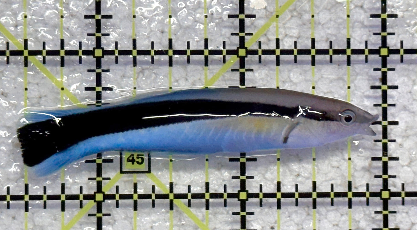 Blue Cleaner Wrasse BCW041102 WYSIWYG Size: XL 2.5" approx