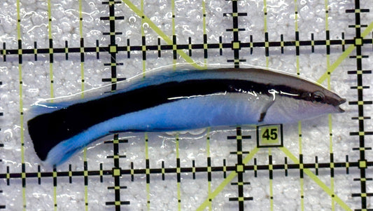 Blue Cleaner Wrasse BCW041103 WYSIWYG Size: XL 2.5" approx